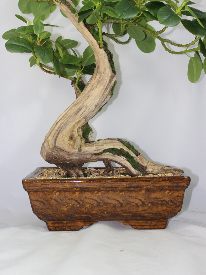 Бонсай Фикус Микрокарпа 60см