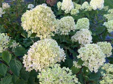 Гортензия метельчатая Гарденлайт Пинклайт ( Hydrangea paniculata Gardenlight Pinklight)