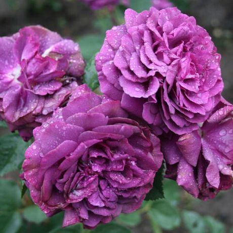 Парфюм де Рев (Parfum de Reve)