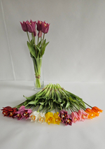 Тюльпаны лилиецветные / Арт 2524