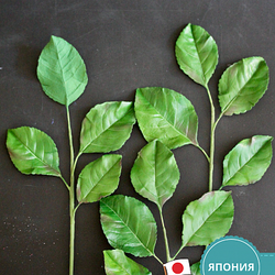 Полимерная глина CLAYCRAFT BY DECO, самоотвердевающая, цвет Зеленый, 55 гр