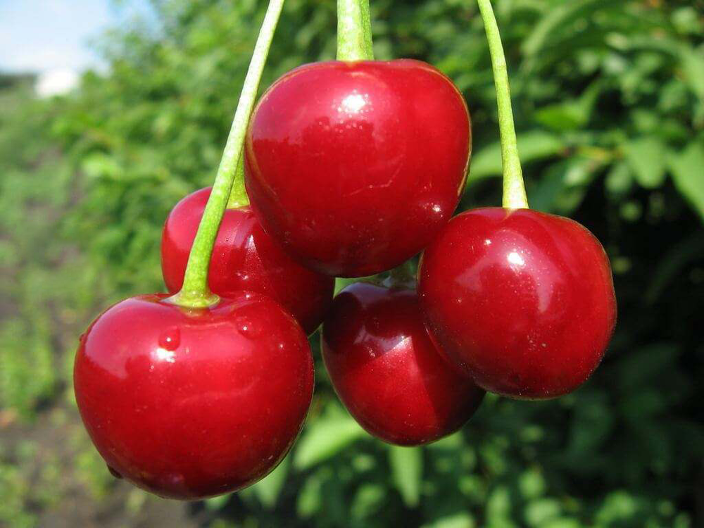 Саженец Вишни «Любская» (Привитая, Дерево, Королева варенья, Высокосамоплодная)