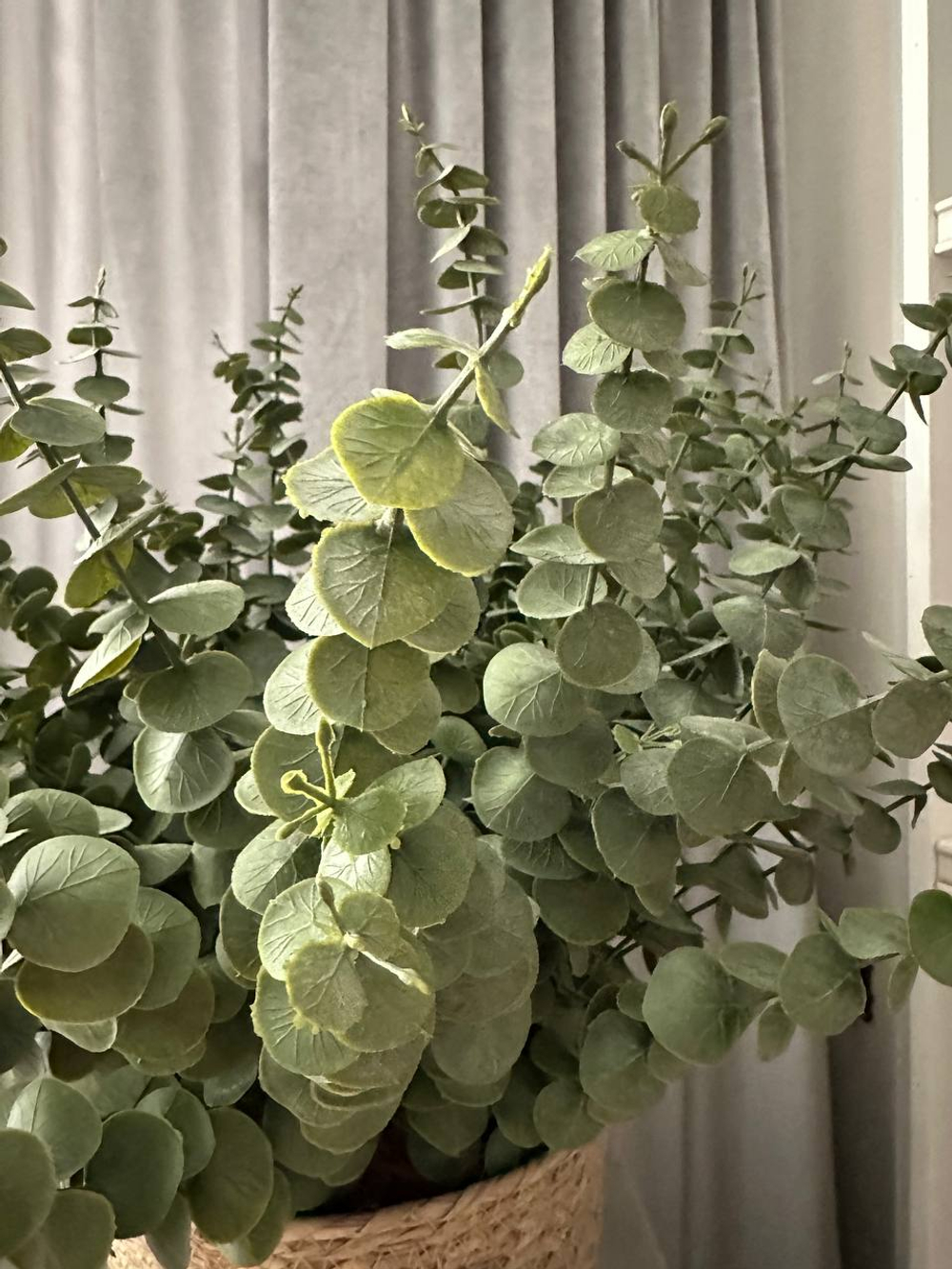 Эвкалипт в плетеном кашпо, в-58 см