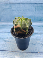 Astrophytum Myriostigma variagate (Астрофитум вариегатный)