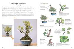 Bonsai master class