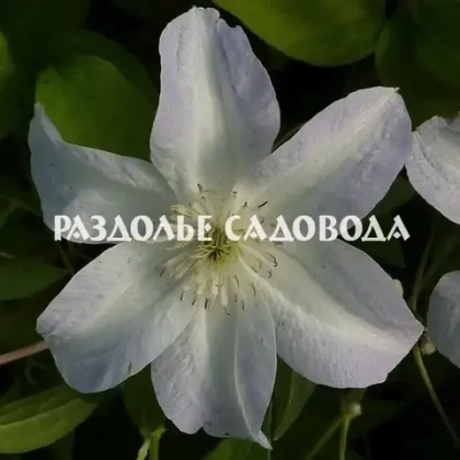 Клематис Юкикомачи