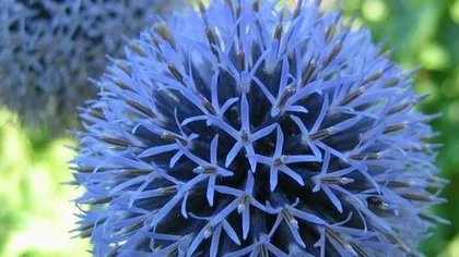 Мордовник обыкновенный