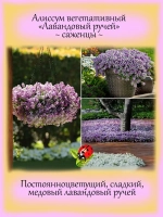 Алиссум Лавандовый ручей вегетативный