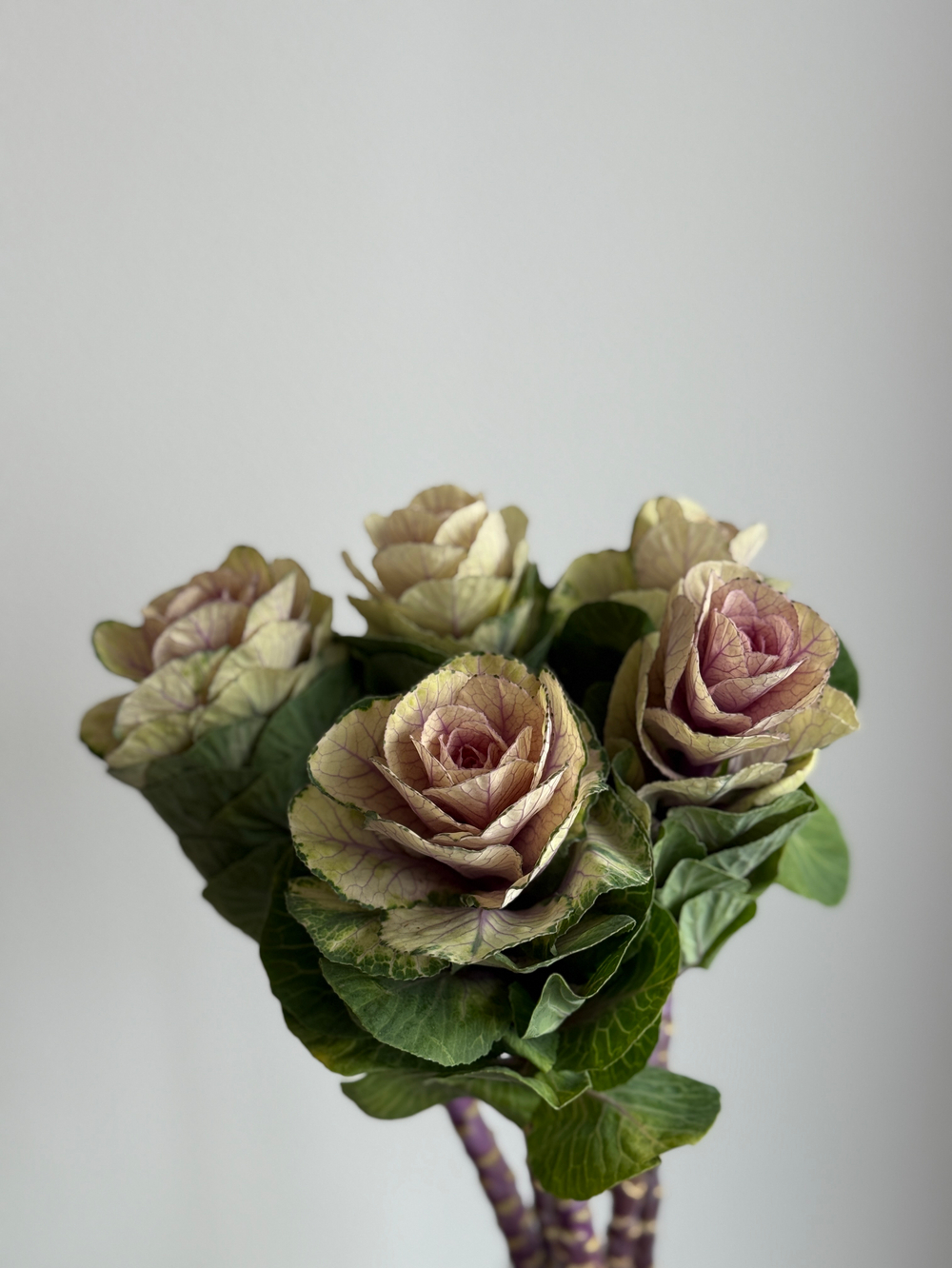 Брассика зелёно-белая