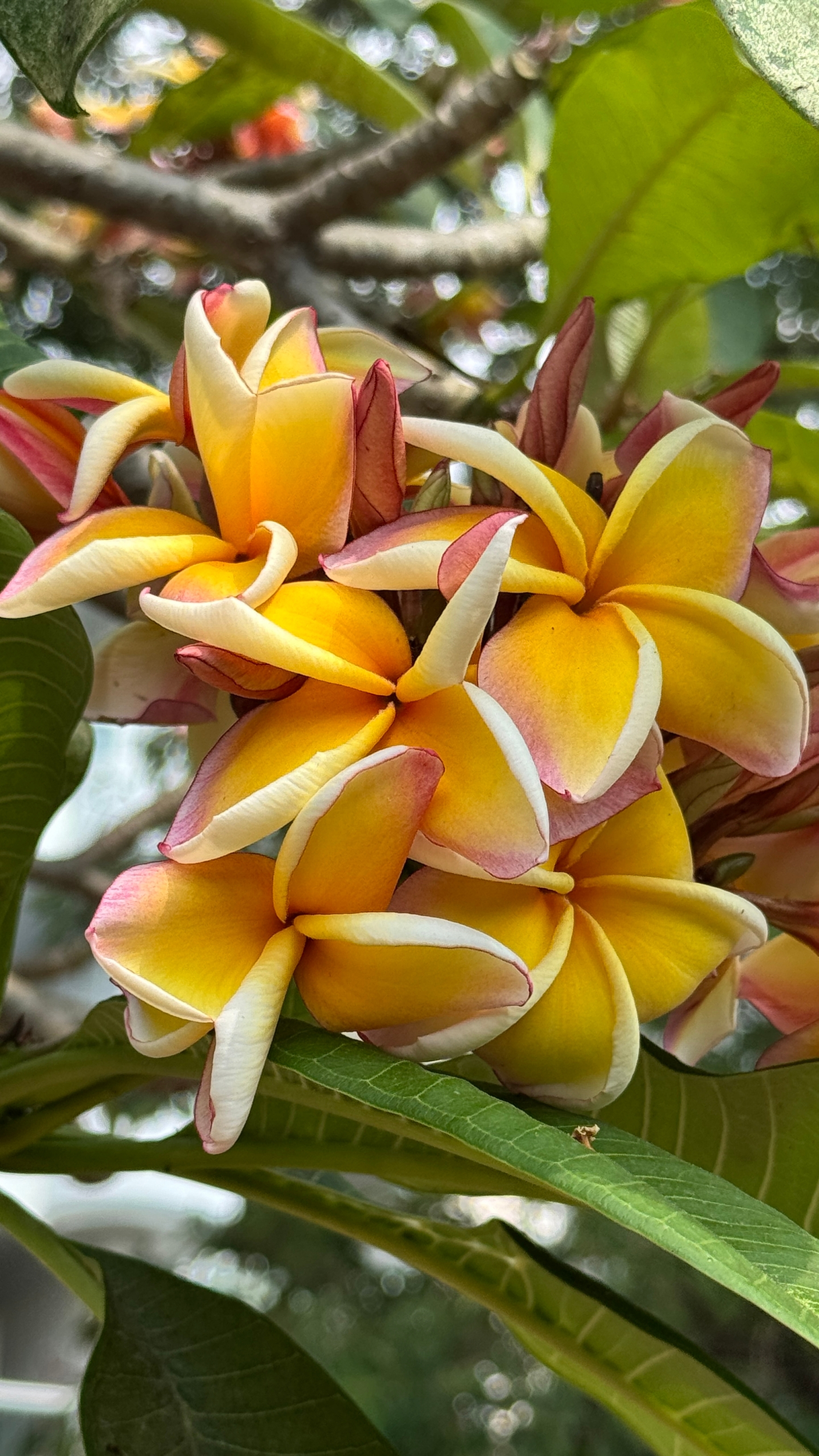 Немного плюмерий для хорошего настроения