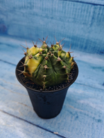 Gymnocalycium Variegata (Гимнокалициум Вариегатный)