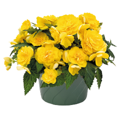 Бегония клубневая Нонстоп Джой Еллоу (50шт) Витагрин Профи