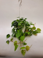 Филодендрон (MIX)