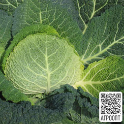 Оваса F1 семена капусты савойской (Bejo / Бейо)