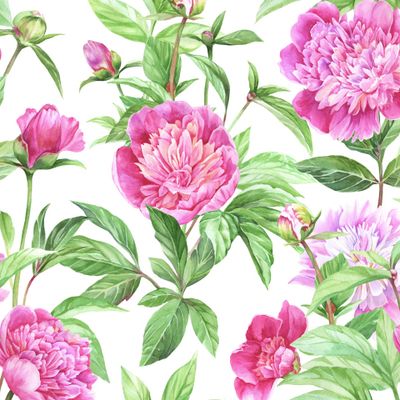 акварельные пионы на белом