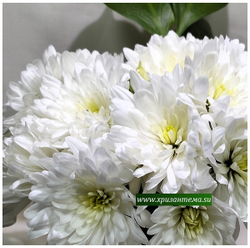 Хризантема мультифлора white ☘ м.57 (нет в наличии)