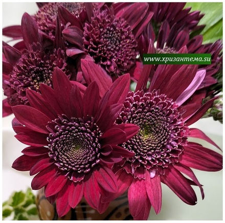Хризантема кустовая Amaze Purple /к.63/поставка весна 2026г/