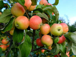 Яблоня Красноярское