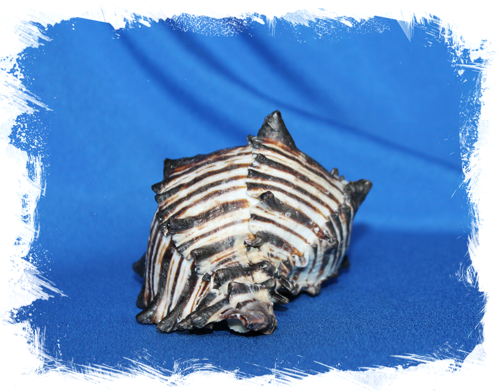 Ракушка Hexaplex nigritus