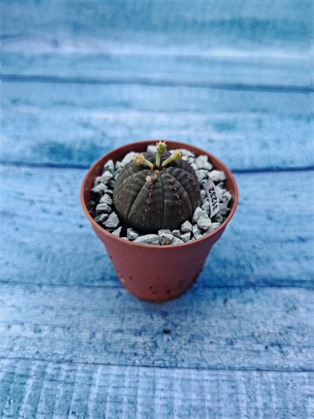 Суккулент Euphorbia Obesa (Эуфорбия)