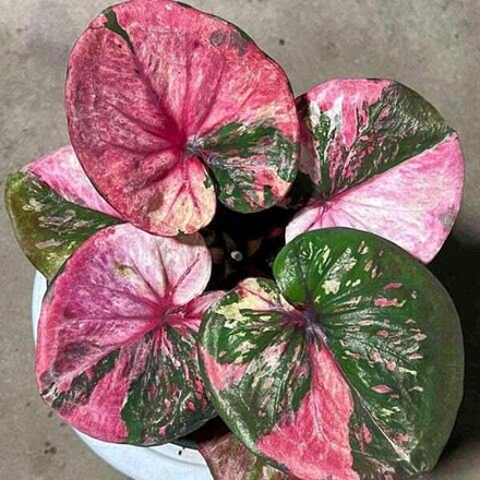 Каладиум SAB MANGKHANG – WEALTH