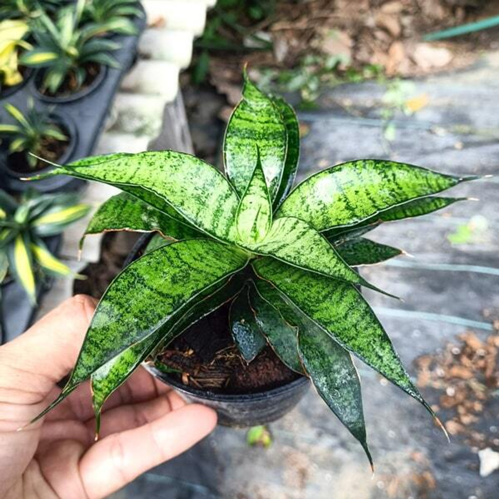 Сансевиерия KHUM WIMAN