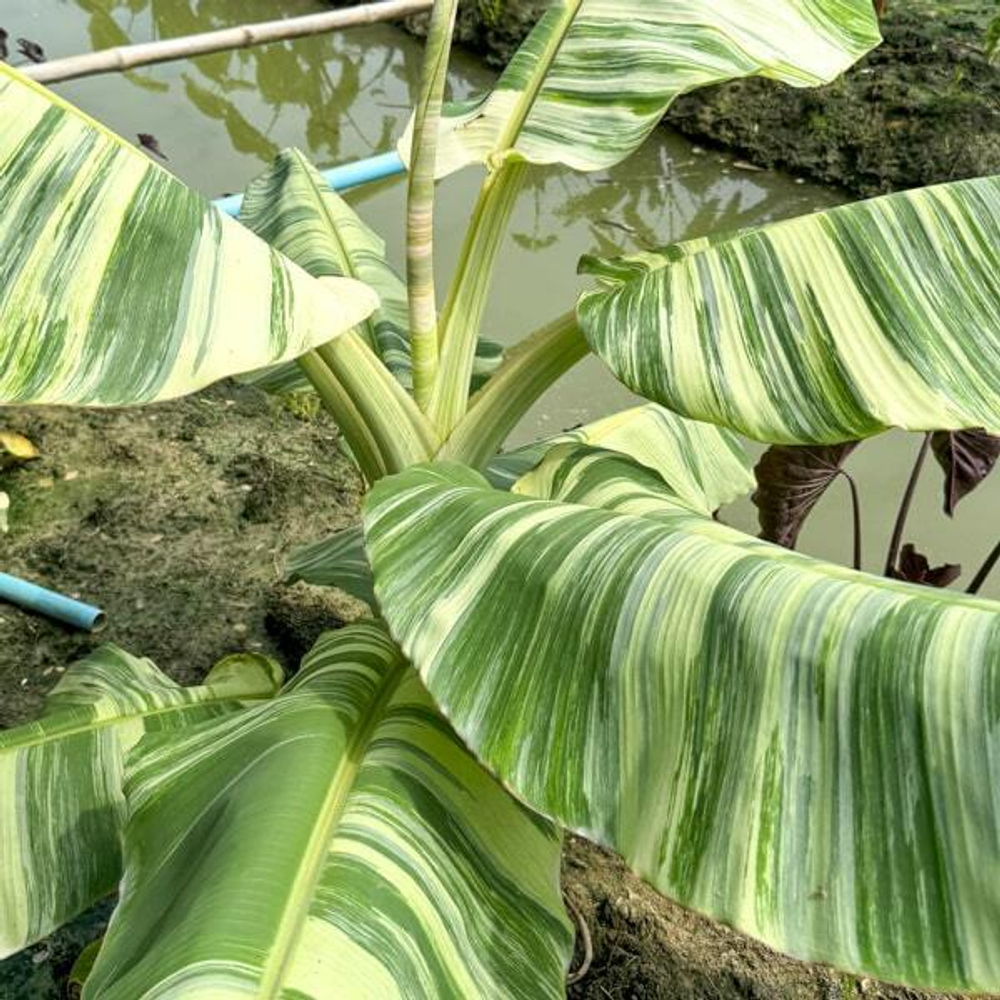 Банан вариегатный NAM WAH KHOM