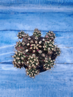 Gymnocalycium T-Rex Pink hybrid (Гимнокалициум T-rex)