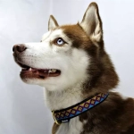 ошейник усиленный 25 мм для средних и крупных собак с двумя кольцами этно