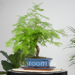 Бонсай Метасеквойя