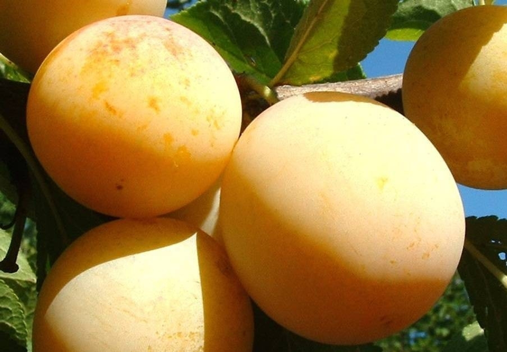 Саженец сливы «Медовая» (Самая сладкая, Ранняя, Желтая)