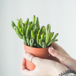 Крассула Хоббит (8 см)