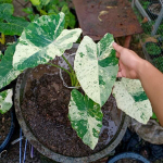 Колоказия PINK CHANTHABUN