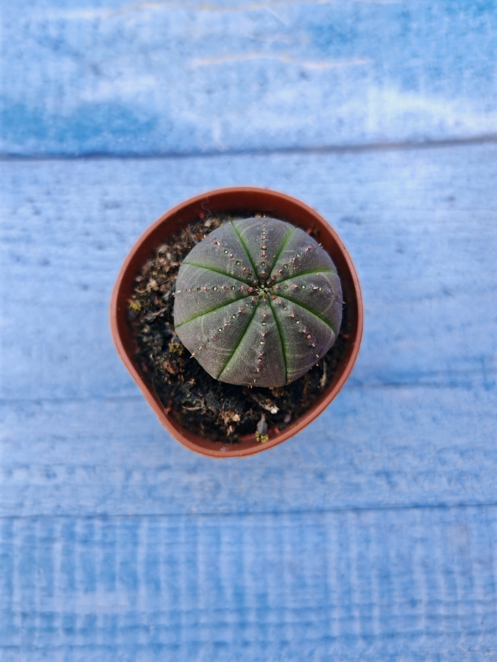 Euphorbia Obesa (Эуфорбия)