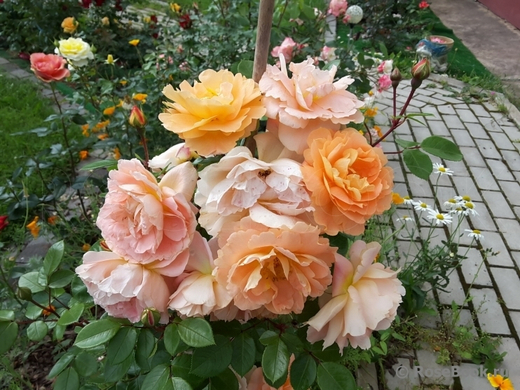 Шон вон Си штамб 125 см Закупка М21 весна 2026