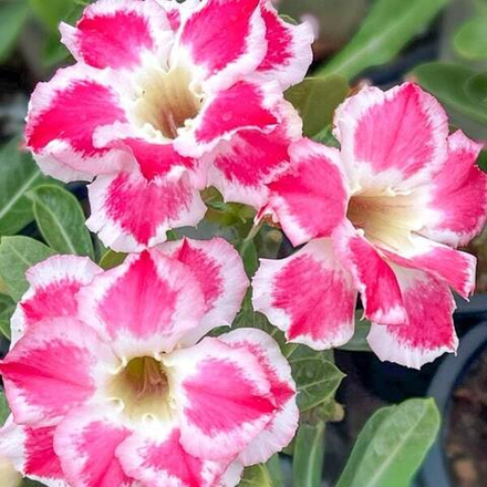 Адениум GAEM CHOMPHU