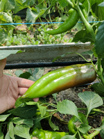 Нореста F1 семена перца ( Yuksel Tohum / )