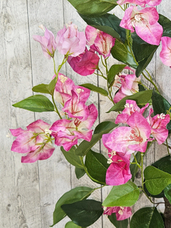 Бугенвиллия растение 70см лиловая в кашпо