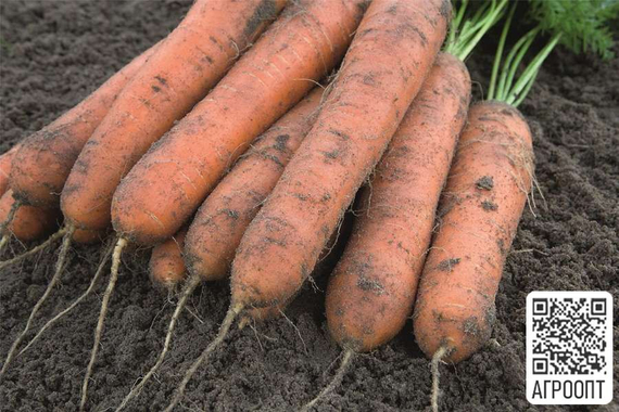 НОМИНАТОР F1 семена моркови (Bejo | Alexagro) – фото 2