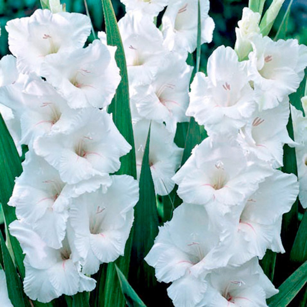 Гладиолус Вайт Просперити