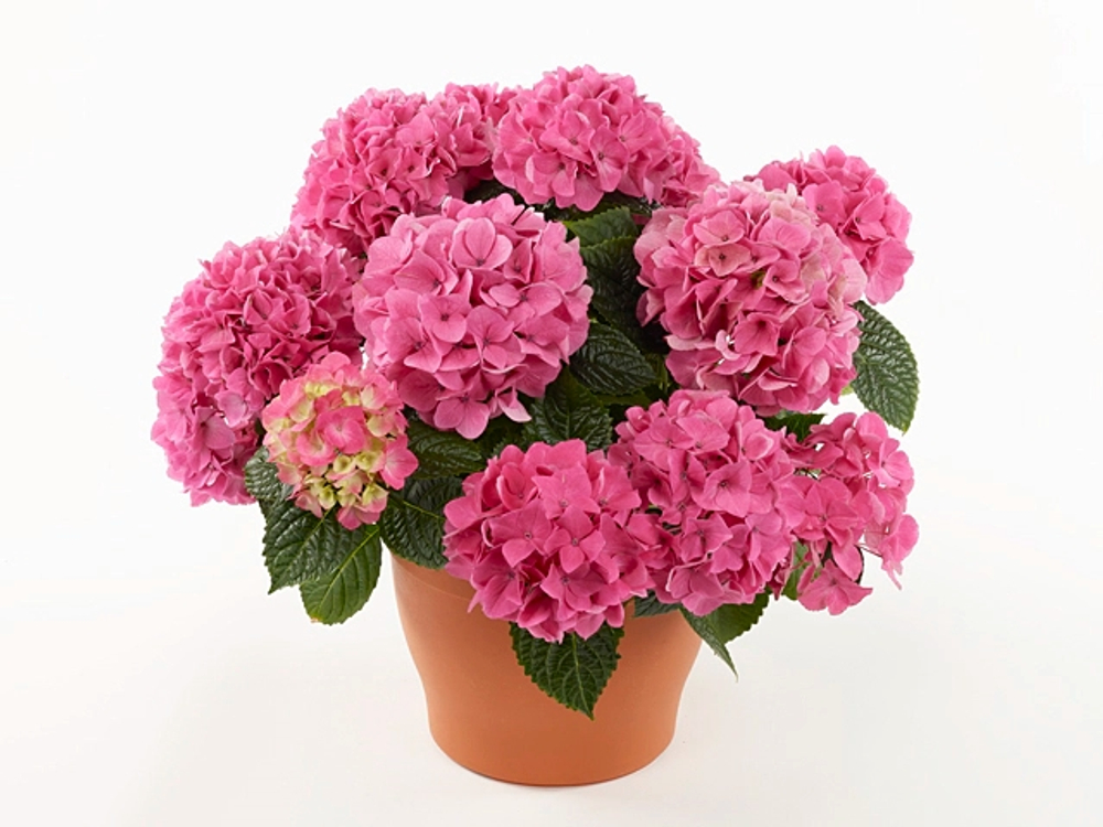 Tabletensia/Таблетензия  (Стандарт поставки Р9)2025г.