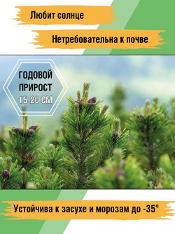 Рассада и саженцы, саженцы деревьев, Сосна горная