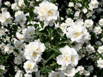 Чубушник (Садовый жасмин) «Mont Blanc»