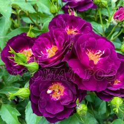 Миднайт Блю (Midnight Blue)