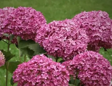 Гортензии разные весна 2026