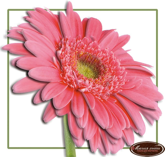 Папертоль МРТ0007 "Гербера" часть 3, 40*40см.