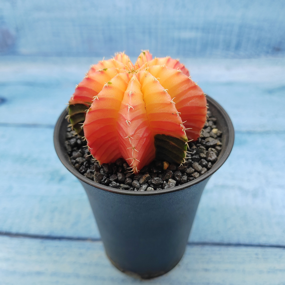 Gymnocalycium Variegata (Гимнокалициум Вариегатный)
