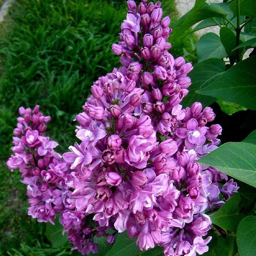 Сирень обыкновенная Мишель Бухнер штамб 90 см Закупка М66 апрель 2026