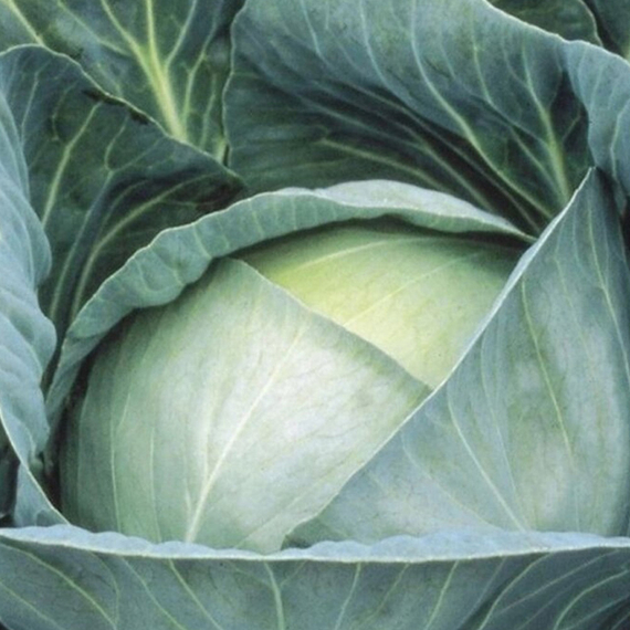 Профессор F1 семена капусты белокочанной (Syngenta / ALEXAGRO) культура – фото 2