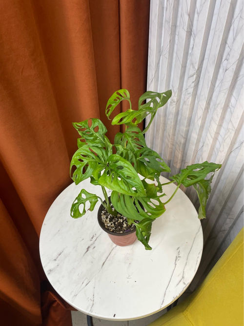 Монстера Адансона (Манки), D9см Н30см, 1шт, Urban Jungle (7143)